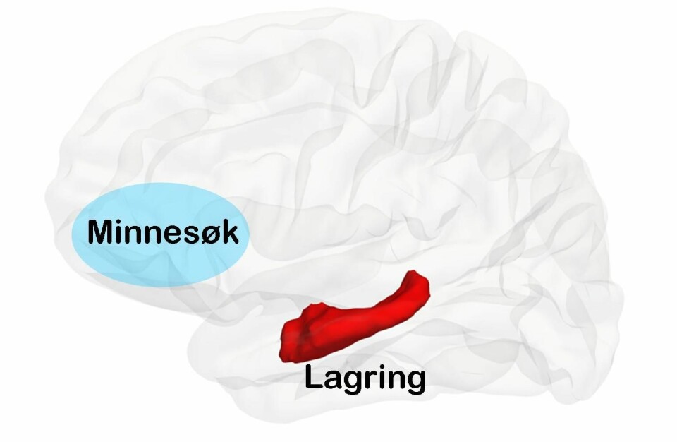 To av hjerneområdene som er viktige for hukommelse: frontallappen (lyseblått) og hippocampus (rødt). I Østbys studie var hippocampus viktig for lagringsfunksjonen, mens frontallappen hang sammen med gjenhenting av minner. (Foto: (Illustrasjon: Ylva Østby))