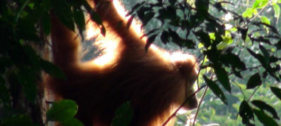 Orangutang. Adam van Casteren