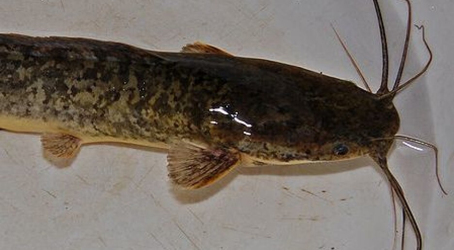 Fisk er gode miljødetektiver