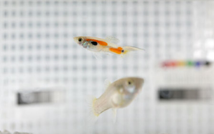 Hannguppy med oransje flekker. (Foto: A. Price) Hannguppy med oransje flekker. (Foto: A. Price)