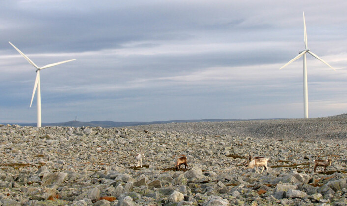 Reinsdyr ved vindmøller på Dyfjord-halvøya i Finnmark. (Foto: Jonathan Colman) Reinsdyr ved vindmøller på Dyfjord-halvøya i Finnmark. (Foto: Jonathan Colman)