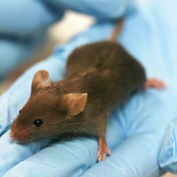 Livet i et laboratorium kan være stressende for en mus. (Foto: Wikipedia Commons)