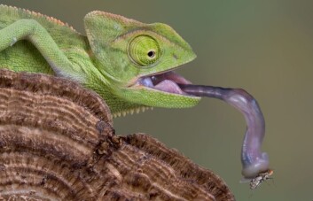 Kameleonens klistrete tunge er et eksempel på noe morfologene mener er et gammelt trekk. (Foto: Istockphoto) Kameleonens klistrete tunge er et eksempel på noe morfologene mener er et gammelt trekk. (Foto: Istockphoto)