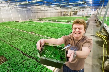 – Her er resultatet av noen dagers algeproduksjon, sier prosjektleder Truls Haugsrud ved Kristiansen Gartneri i Grimstad. På en god uke produseres fem kilo algepasta i testanlegget. (Foto: Eirik Vigsnes) – Her er resultatet av noen dagers algeproduksjon, sier prosjektleder Truls Haugsrud ved Kristiansen Gartneri i Grimstad. På en god uke produseres fem kilo algepasta i testanlegget. (Foto: Eirik Vigsnes)