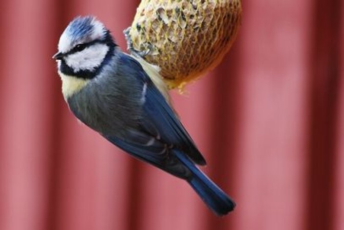 Blåmeis, ein av artane Gohli har studert. (Foto: Jostein Gohli, NHM) Blåmeis, ein av artane Gohli har studert. (Foto: Jostein Gohli, NHM)