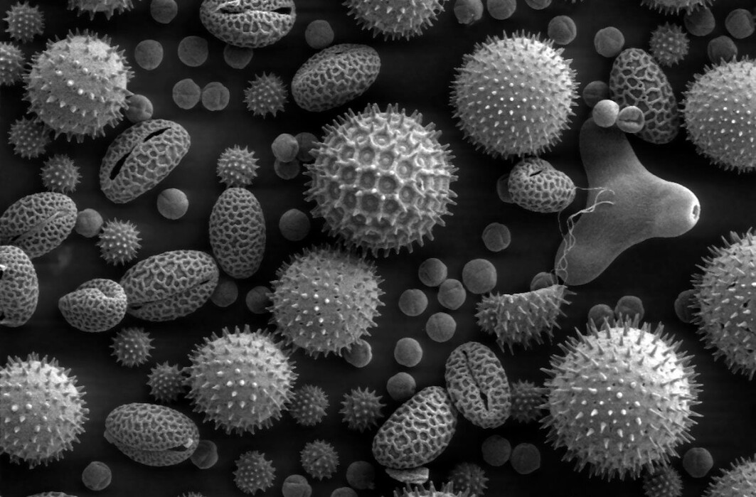 Pollen fra forskjellige planter forstørret 500 ganger. Pollen fra forskjellige planter forstørret 500 ganger.