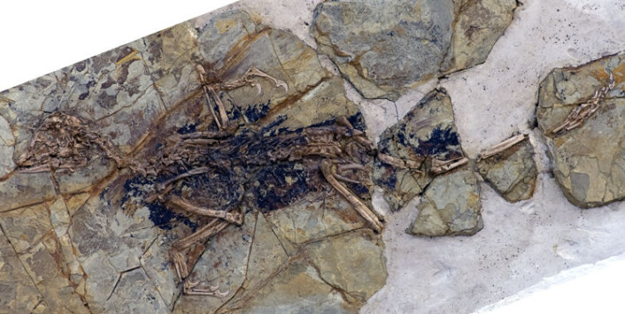 Fossilet av den fuglelignende dinosauren Xiaotingia zhengi. (Foto: Xing Lida and Liu Yi) Fossilet av den fuglelignende dinosauren Xiaotingia zhengi. (Foto: Xing Lida and Liu Yi)