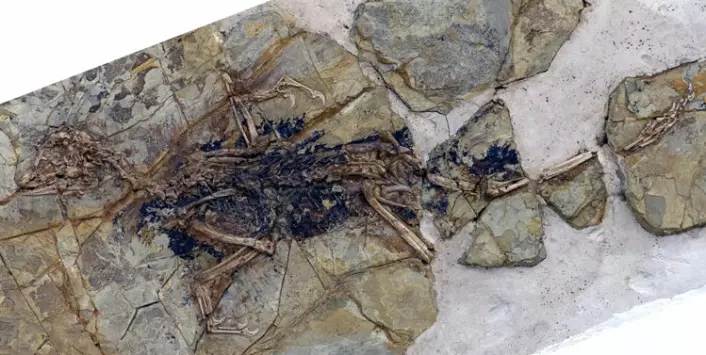 Fossilet av den fuglelignende dinosauren Xiaotingia zhengi. (Foto: Xing Lida and Liu Yi)