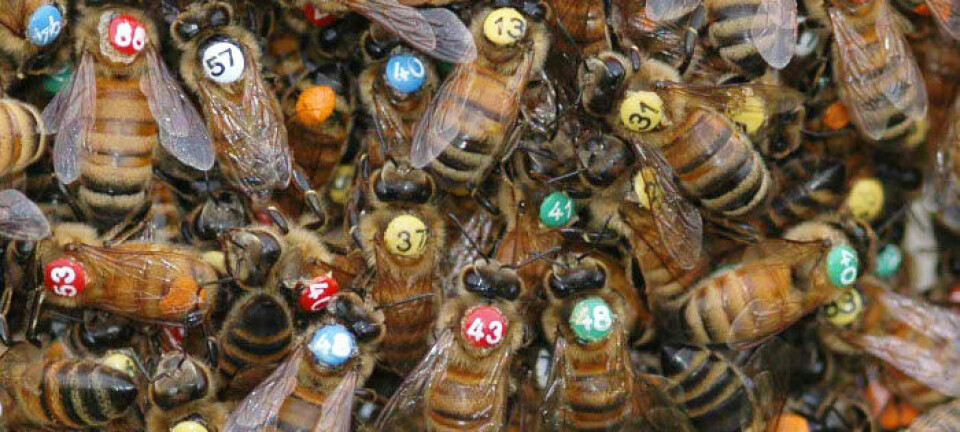 Arbeiderbier i en sverm er merket så forskerne kan kjenne dem igjen individuelt. Thomas D. Seeley