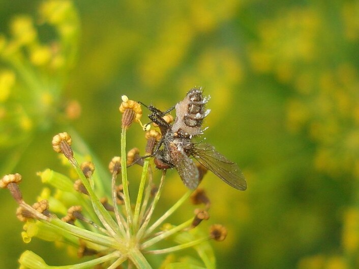 Soppen Entomophthora muscae har tatt bolig i ei flue. (Foto: Wikimedia Commons) Soppen Entomophthora muscae har tatt bolig i ei flue. (Foto: Wikimedia Commons)