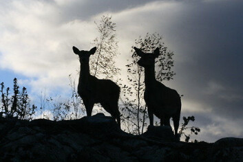 (Foto: Henning Kumle) (Foto: Henning Kumle)