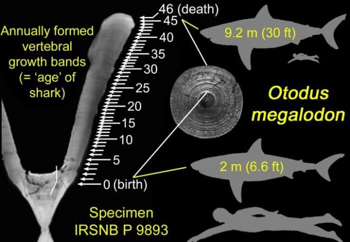 Midt i bildet ser du ringene i forskerne har studert i megalodons beinbit. Øverst til høyre ser du hvor stor haien som eide beinet, var, ifølge forskerne. Formen nederst til høyre viser hvor stor megalodonen var som nyfødt, ifølge forskerne. Her er den sammenlignet med et voksent menneske. Midt i bildet ser du ringene i forskerne har studert i megalodons beinbit. Øverst til høyre ser du hvor stor haien som eide beinet, var, ifølge forskerne. Formen nederst til høyre viser hvor stor megalodonen var som nyfødt, ifølge forskerne. Her er den sammenlignet med et voksent menneske.