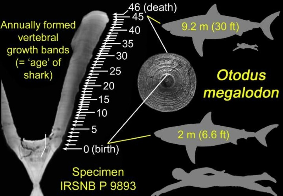 Midt i bildet ser du ringene i forskerne har studert i megalodons beinbit. Øverst til høyre ser du hvor stor haien som eide beinet, var, ifølge forskerne. Formen nederst til høyre viser hvor stor megalodonen var som nyfødt, ifølge forskerne. Her er den sammenlignet med et voksent menneske.