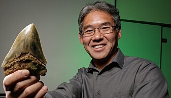 Kenshu Shimada er en av forskerne som nå har undersøkt en skjelettbit fra en megalodon, og som foreslår at disse store, utdødde haiene spiste søsknene sine inne i morens mage. Her viser han fram en megalodonn-tann. Kenshu Shimada er en av forskerne som nå har undersøkt en skjelettbit fra en megalodon, og som foreslår at disse store, utdødde haiene spiste søsknene sine inne i morens mage. Her viser han fram en megalodonn-tann.