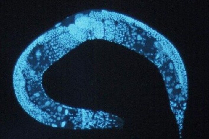 Kald luft slo på eit genetisk program for langt liv hos rundormen C. elegans. Det same genetiske programmet finst også hos menneske. (Foto: National Human Genome Research Institute/Wikimedia Commons) Kald luft slo på eit genetisk program for langt liv hos rundormen C. elegans. Det same genetiske programmet finst også hos menneske. (Foto: National Human Genome Research Institute/Wikimedia Commons)