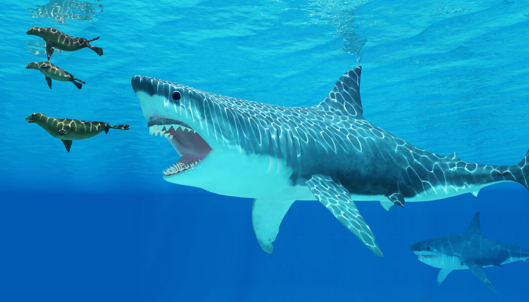 Heldigvis døde den 15 meter lange megalodon-haien ut for nesten tre millioner år siden. Ingen vet helt hvordan den så ut, men her har en kunstner prøvd å tegne den mens den jakter forfedrene til dagens seler. Heldigvis døde den 15 meter lange megalodon-haien ut for nesten tre millioner år siden. Ingen vet helt hvordan den så ut, men her har en kunstner prøvd å tegne den mens den jakter forfedrene til dagens seler.