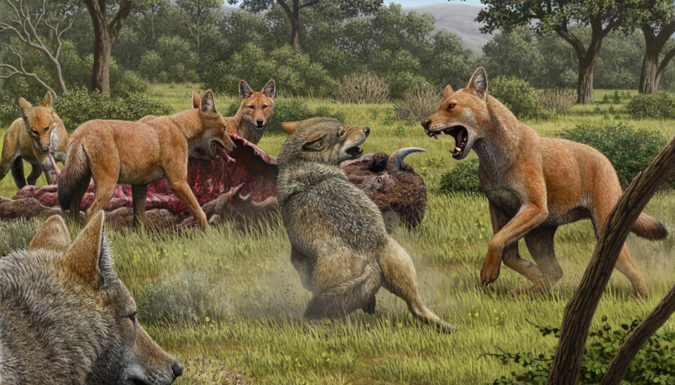 Slik ser en kunstner for seg at en kamp mellom ulv og skrekkulv kunne sett ut. Skrekkulven kan ha hatt en mer rødlig pels.