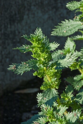 Neslen spres bare med frø. (Foto: E. Fløistad, Bioforsk) Neslen spres bare med frø. (Foto: E. Fløistad, Bioforsk)