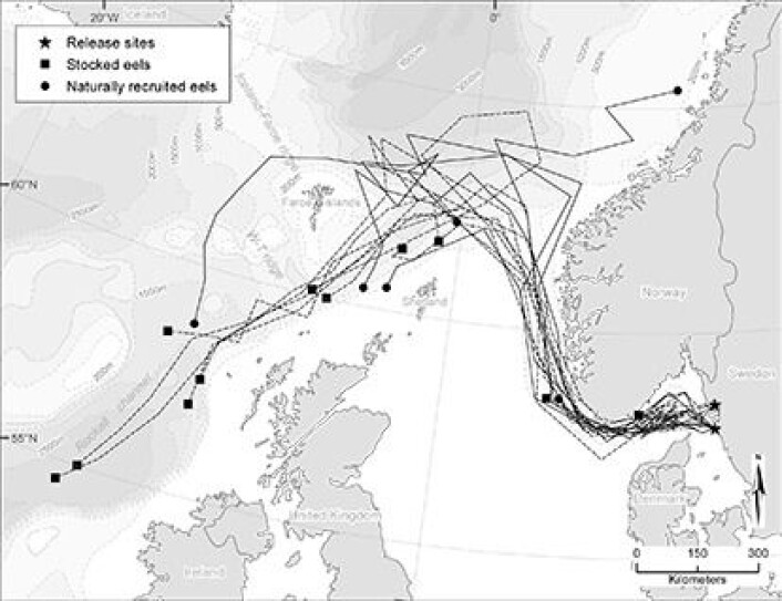 Forskerne har fulgt merkede ål 200 mil fra vestkysten av Sverige og ut i Atlanterhavet. Utsatt ål (prikket linje) fulgte omtrent samme kurs som naturlig innvandret ål (heltrukken linje). (Foto: (Kart: Marine Ecology Progress Series)) Forskerne har fulgt merkede ål 200 mil fra vestkysten av Sverige og ut i Atlanterhavet. Utsatt ål (prikket linje) fulgte omtrent samme kurs som naturlig innvandret ål (heltrukken linje). (Foto: (Kart: Marine Ecology Progress Series))