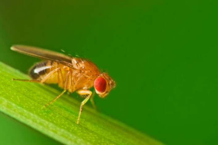 "Nok en gang er det forskningsfavoritten fruktfluen som må til pers. Denne gangen har selvlysende bakterier blitt sprøytet inn i levende fluefostre. (Foto: iStockphoto)" "Nok en gang er det forskningsfavoritten fruktfluen som må til pers. Denne gangen har selvlysende bakterier blitt sprøytet inn i levende fluefostre. (Foto: iStockphoto)"