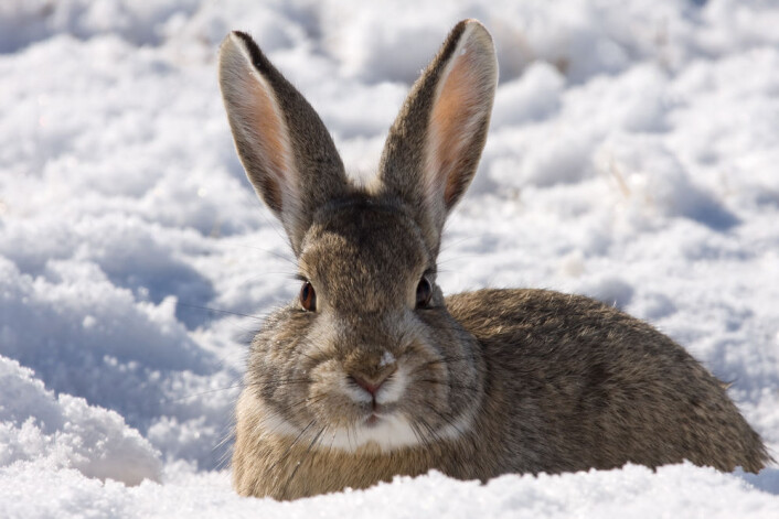 Harepestbakterien kan brukes som biovåpen. (Foto: Shutterstock) Harepestbakterien kan brukes som biovåpen. (Foto: Shutterstock)