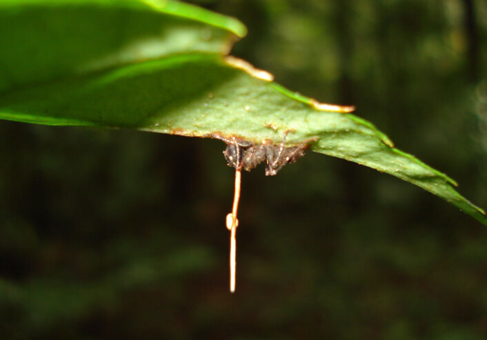 Soppen Ophiocordyceps unilateralis har forvandlet denne mauren til en zombie. Nye sporer spres fra stanga som vikser ut av maurens nakke. (Foto: David P. Hughes, Maj-Britt Pontoppidan/Wikimedia Commons) Soppen Ophiocordyceps unilateralis har forvandlet denne mauren til en zombie. Nye sporer spres fra stanga som vikser ut av maurens nakke. (Foto: David P. Hughes, Maj-Britt Pontoppidan/Wikimedia Commons)