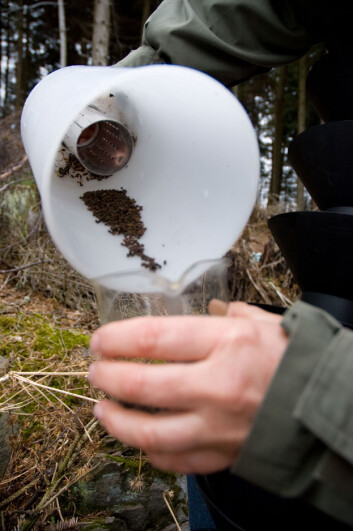 Mange går i fella tiltrukket av feromonene. (Foto: Lars Sandved Dalen, Skog og landskap) Mange går i fella tiltrukket av feromonene. (Foto: Lars Sandved Dalen, Skog og landskap)