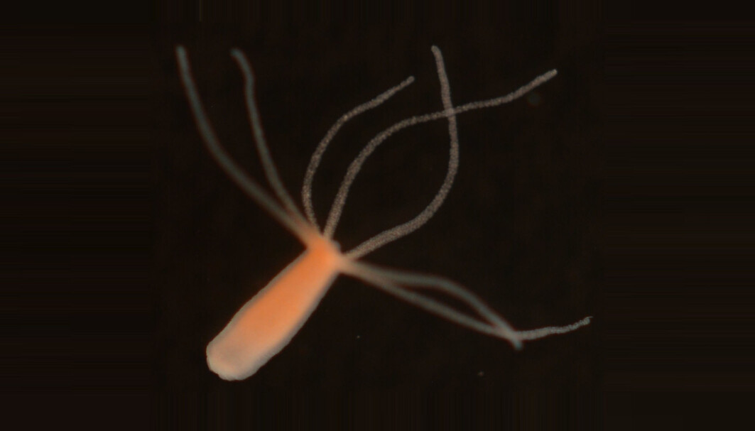Nesledyret Hydra vulgaris er ser ut til å gå inn i en søvnaktig tilstand flere ganger i løpet av døgnet. Nesledyret Hydra vulgaris er ser ut til å gå inn i en søvnaktig tilstand flere ganger i løpet av døgnet.