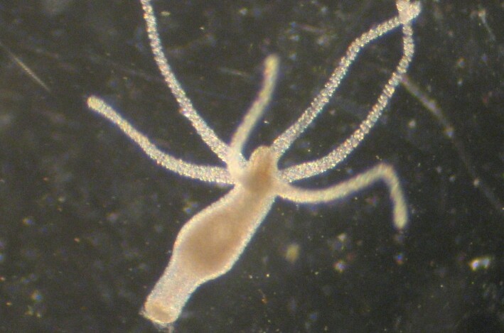 Hydra vulgaris. Hydra vulgaris.
