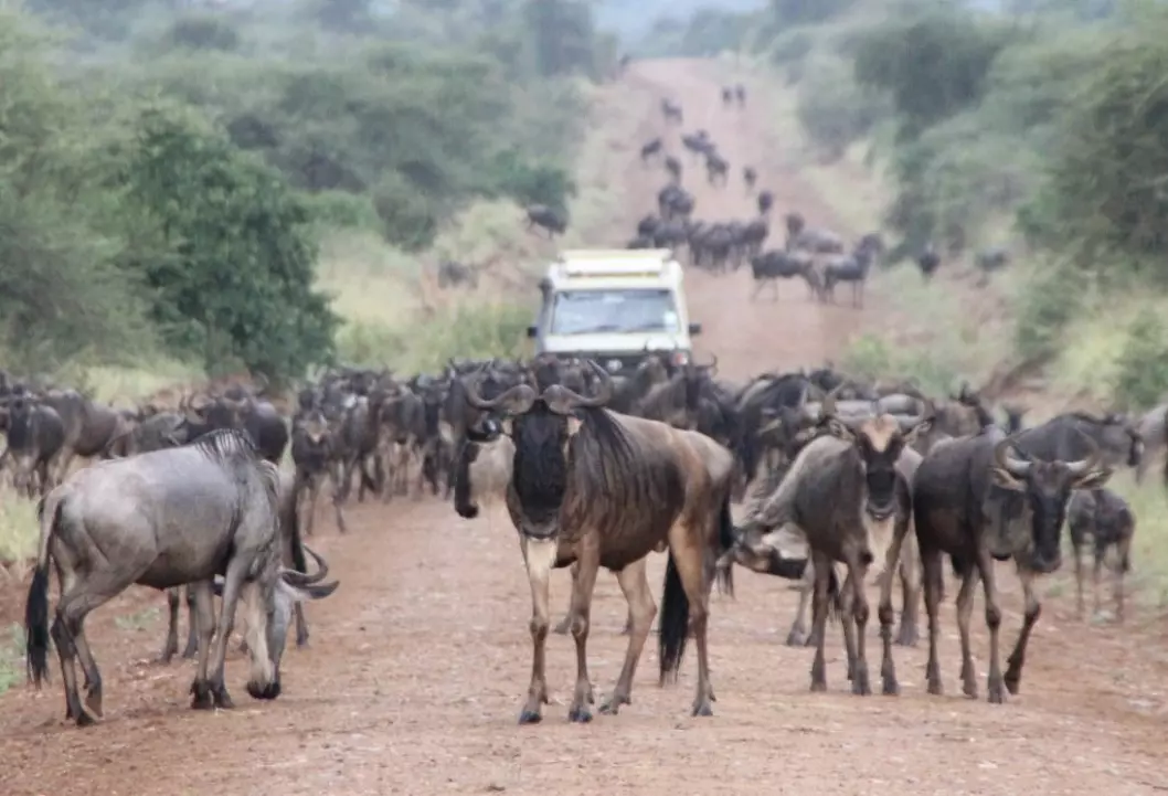 Gnuens liv er et liv på evig vandring etter mat og drikke. Hver vår og høst vandrer enorme gnuflokker gjennom Serengeti på jakt etter friskt gress. (Foto: Eivin Røskaft)