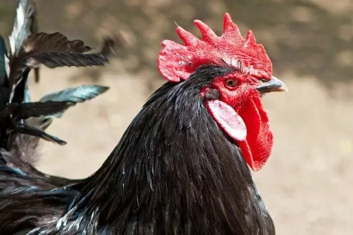 Saman med dei fleste andre fuglar manglar hanen penis. No har amerikanske forskarar funne ut korleis penistapet har skjedd. (Foto: Colourbox)