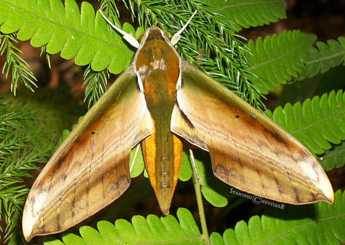 Tussmørkesvermeren Theretra nessus. (Foto: Shantanu Kuveskar/Wikimedia Commons) Tussmørkesvermeren Theretra nessus. (Foto: Shantanu Kuveskar/Wikimedia Commons)