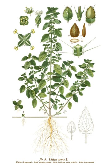 (Foto: (Ill.: K. Quelprud og S. Mørk, Korsmos ugrasplansjer/Bioforsk)) (Foto: (Ill.: K. Quelprud og S. Mørk, Korsmos ugrasplansjer/Bioforsk))