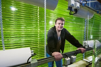 I disse rørene fylt med friskt saltvann, CO2 og gjødsel trives næringsrike mikroalger som fisken i vannet. (Foto: Eirik Vigsnes) I disse rørene fylt med friskt saltvann, CO2 og gjødsel trives næringsrike mikroalger som fisken i vannet. (Foto: Eirik Vigsnes)