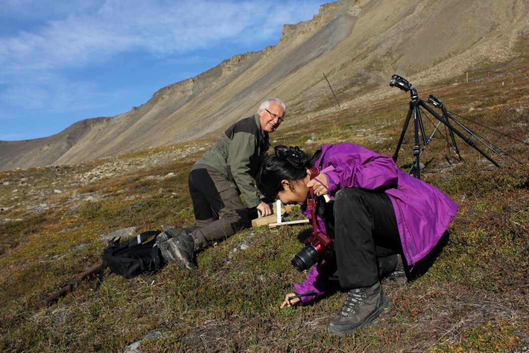 Forskerne Arvid Odland og Gauri Bandekar tar prøver av vegetasjon og jordsmonn i Adventsdalen på Spitsbergen. Forskerne Arvid Odland og Gauri Bandekar tar prøver av vegetasjon og jordsmonn i Adventsdalen på Spitsbergen.