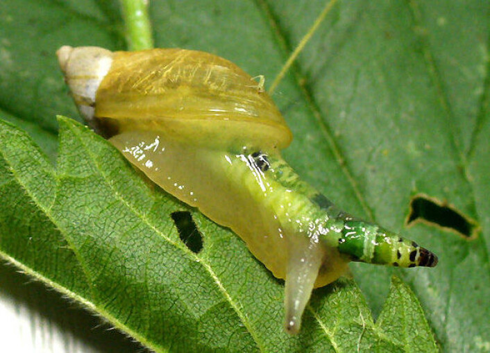Parasitten Leucochloridium paradoxum i en vanlig ravsnegl (Succinea putris). (Foto: Thomas Hahmann/Wikimedia Commons) Parasitten Leucochloridium paradoxum i en vanlig ravsnegl (Succinea putris). (Foto: Thomas Hahmann/Wikimedia Commons)