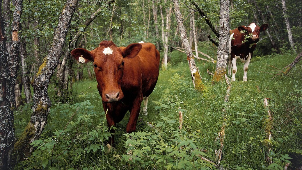 Høye drønn skremmer, men skaper ikke panikk i kuflokken. I forsøket gjemte kvigene nærmest testområdet seg i skogen mens Forsvaret testskjøt. Høye drønn skremmer, men skaper ikke panikk i kuflokken. I forsøket gjemte kvigene nærmest testområdet seg i skogen mens Forsvaret testskjøt.
