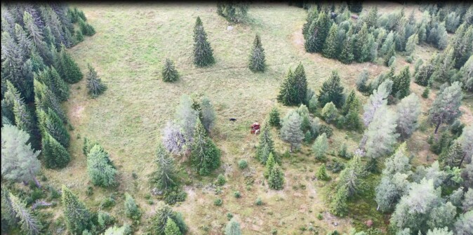 Dronebilde av de åtte kvigene på beite nærmest skytefeltet. Dronebilde av de åtte kvigene på beite nærmest skytefeltet.