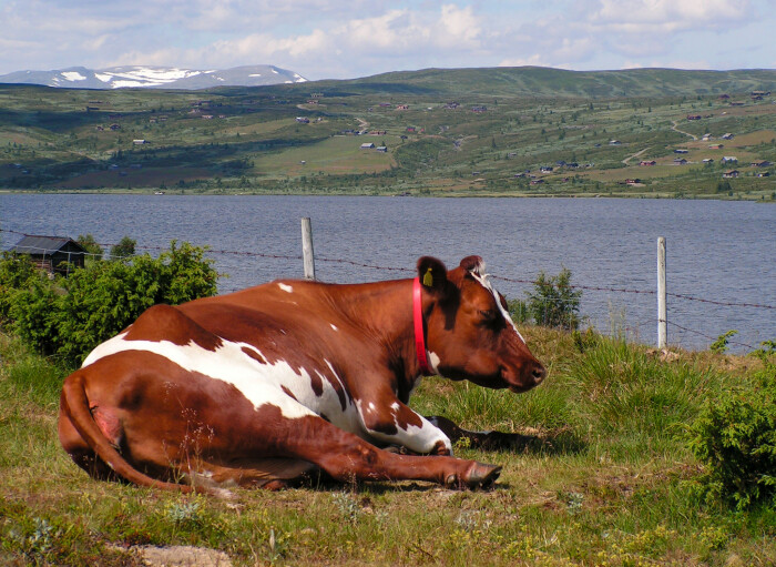 Melkekyr på et nærliggende utmarksbeite fant raskt veien hjem til fjøset da testskytingen begynte. Melkekyr på et nærliggende utmarksbeite fant raskt veien hjem til fjøset da testskytingen begynte.