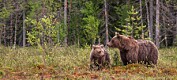 Slik kartlegger forskerne brunbjørn i Norge