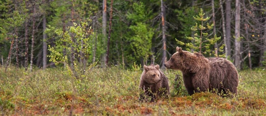 I 2019 ble det gjennom DNA-analyser påvist 148 bjørn i Norge.