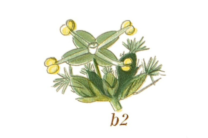 (Foto: (Ill.: K. Quelprud og S. Mørk, Korsmos ugrasplansjer/Bioforsk)) (Foto: (Ill.: K. Quelprud og S. Mørk, Korsmos ugrasplansjer/Bioforsk))