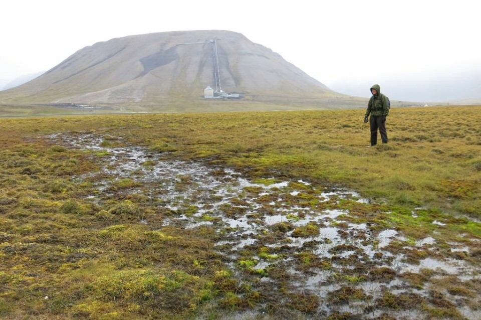 Grubbing gjør at store felter av vegetasjon blir borte eller ekstra utsatt for vær og vind som på sikt kan føre til vegetasjonsfrie områder på Svalbards tundra. (Foto: Jesper Madsen)