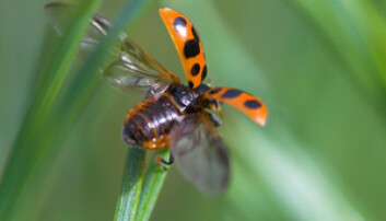 Trettenprikket marihøne (Hippodamia tredecimpunctata) Trettenprikket marihøne (Hippodamia tredecimpunctata)