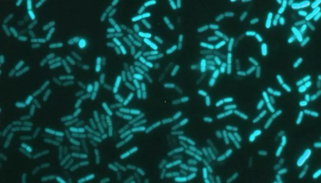 Bakterier er så små at du må bruke mikroskop for å se dem.
