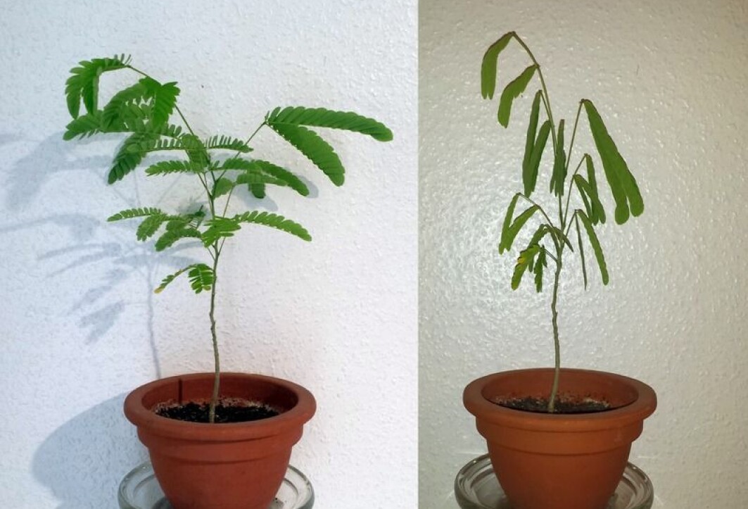 Denne planta blir slapp i bladene om natta. Denne planta blir slapp i bladene om natta.