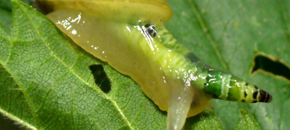 Parasitten Leucochloridium paradoxum på vanlig ravsnegl (Succinea putris). Thomas Hahmann/Wikimedia Commons