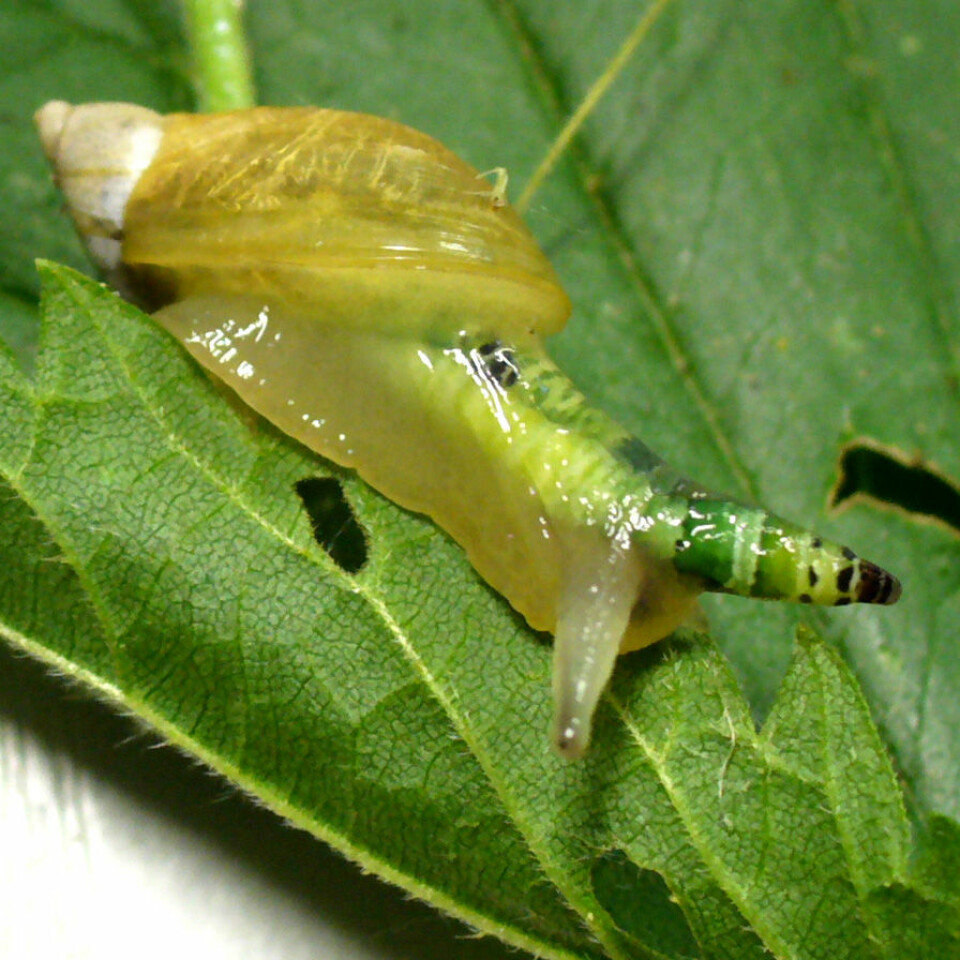 Parasitten Leucochloridium paradoxum på vanlig ravsnegl (Succinea putris). (Foto: Thomas Hahmann/Wikimedia Commons)