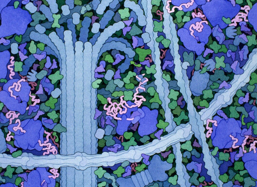 Strukturbiologen og illustratøren David Goodsell er kjent for sine malerier som fremstiller mylderet av molekyler inne i celler. Her ser vi blant annet ribosomer, «protein-fabrikker», som er klumpene i blått. Strukturbiologen og illustratøren David Goodsell er kjent for sine malerier som fremstiller mylderet av molekyler inne i celler. Her ser vi blant annet ribosomer, «protein-fabrikker», som er klumpene i blått.