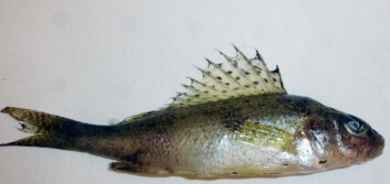 Horken er en av fiskeartene som sprer ålemark videre, en såkalt mellomart. (Foto: NIVA) Horken er en av fiskeartene som sprer ålemark videre, en såkalt mellomart. (Foto: NIVA)